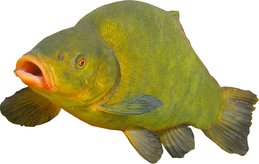 green fish